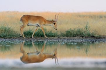 Всемирный фонд дикой природы (WWF) подвел итоги первого совместного проекта с МКБ